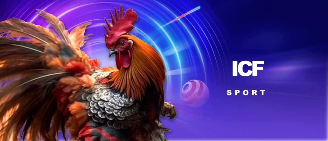 Đá gà icf