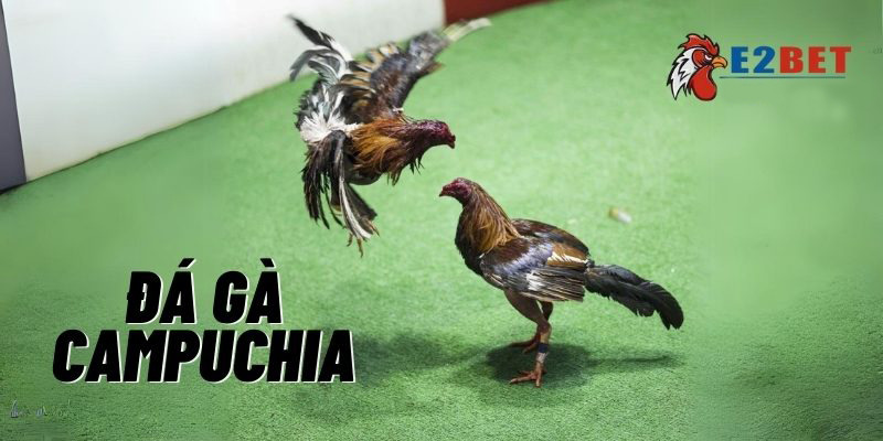 Giới thiệu chung về Đá gà Campuchia cho newbie