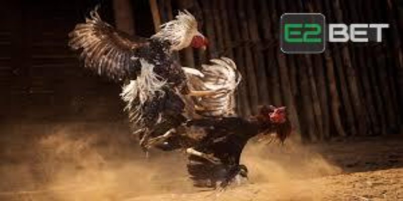 Xuất xứ của đá gà Thomo