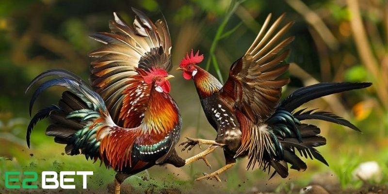 Đá gà trực tiếp E2bet